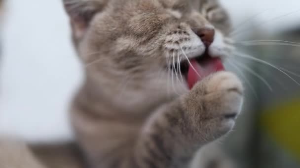 Britisch Schottische Faltenkatze Wäscht Sich Die Zunge Fröhliche Katze Wäscht — Stockvideo