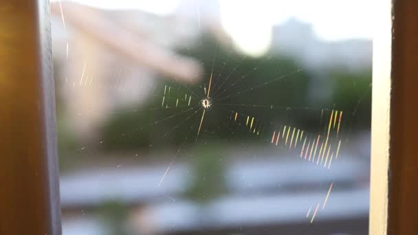 Araña Sube Telaraña Fondo Dorado Luz Solar Suave — Vídeos de Stock