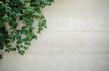 Eski Gri Duvar Arkaplanı Üzerinde yeşil yapraklar