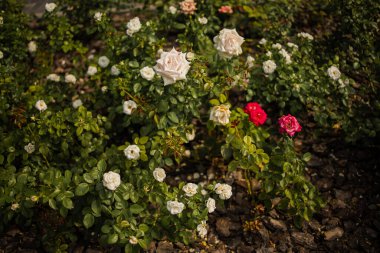 Fotoğraf. Bahçede bir sürü gül var.. 