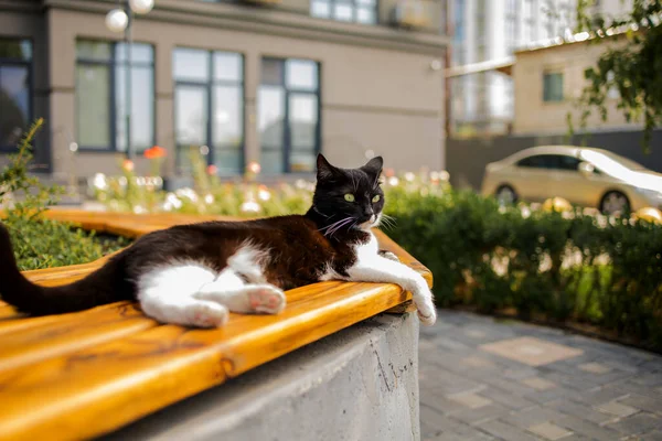 Straße Schwarze Katze Sonnt Sich Der Sonne Auf Bank — Stockfoto