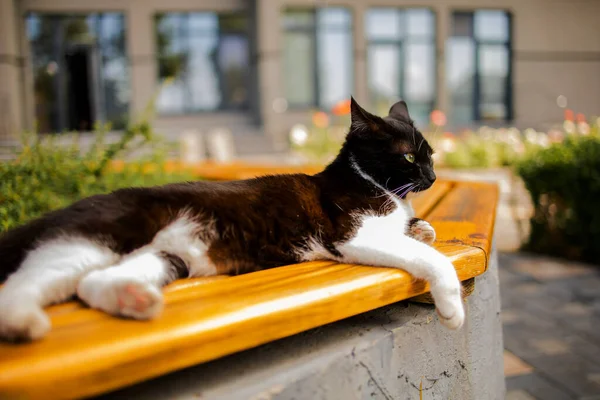 Rue Noir Chat Prélasser Soleil Sur Banc — Photo