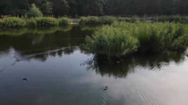 Küçük göl üzerinde üst düzey uçuş, ağaçlar ve bitkilerle çevrili temiz turkuaz göl suyu. Yaz günü dokunulmamış doğa 