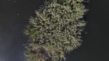 Küçük göl üzerinde üst düzey uçuş, ağaçlar ve bitkilerle çevrili temiz turkuaz göl suyu. Yaz günü dokunulmamış doğa 
