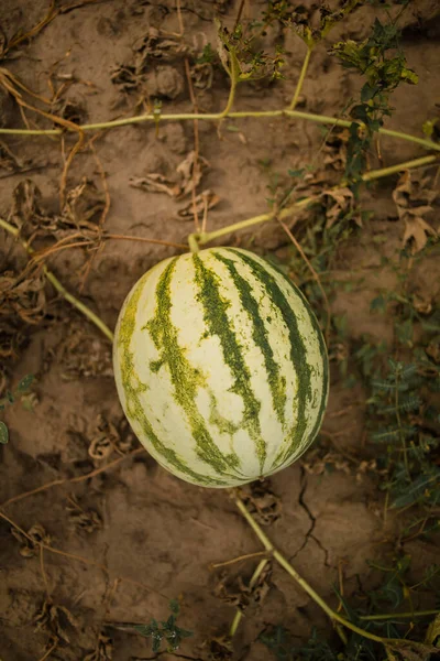 Watermelon Plant Blossoms Garden — Stock Photo, Image