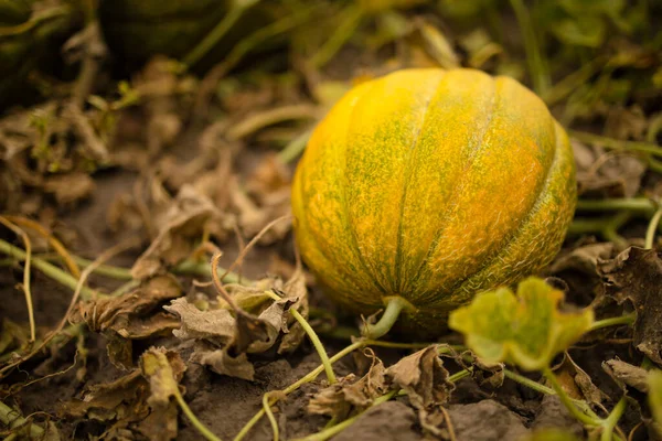 Yellow Melons Growing Soil Garden — Stock Photo, Image