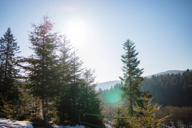 Kış ormanlarında güneş ışığıyla kaplı ağaçlar..