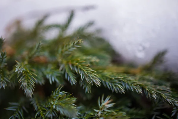 Vánoce Věčně Zelený Smrk Strom Čerstvým Sněhem Close — Stock fotografie