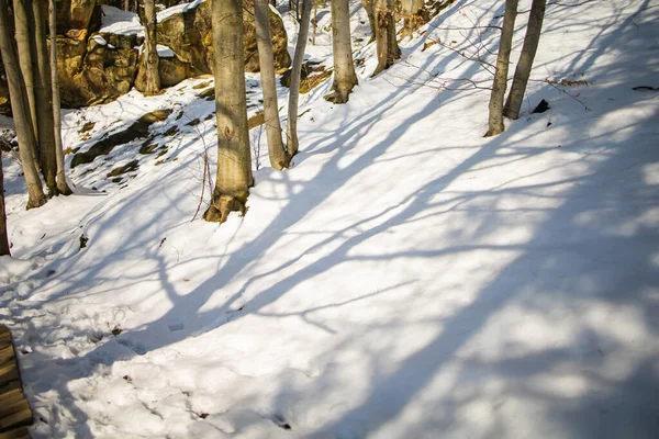 Neve Coberto Árvores Floresta Inverno Com Sombras — Fotografia de Stock