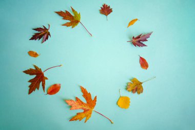 Sonbahar yaratıcı kompozisyonu. Mavi arka planda kurumuş yapraklar. Sonbahar konsepti. Sonbahar arkaplanı. Düz konum, üst görünüm, kopyalama alanı