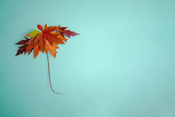 Ősz Őszi Koncepció Kreatív Koncepció Őszi Levelekből Készült Esernyővel — Stock Fotó