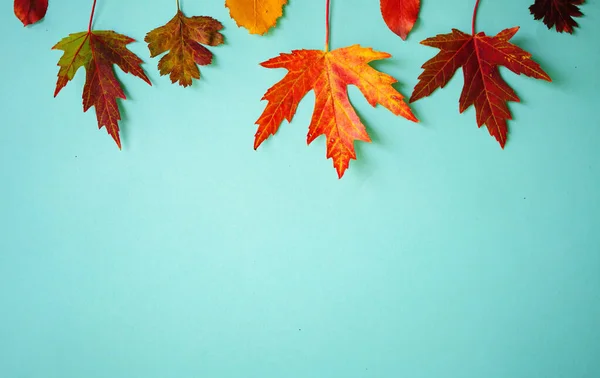 Autunno Composizione Creativa Foglie Secche Sfondo Blu Concetto Caduta Sfondo — Foto Stock