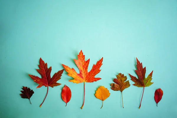 Autunno Composizione Creativa Foglie Secche Sfondo Blu Concetto Caduta Sfondo — Foto Stock