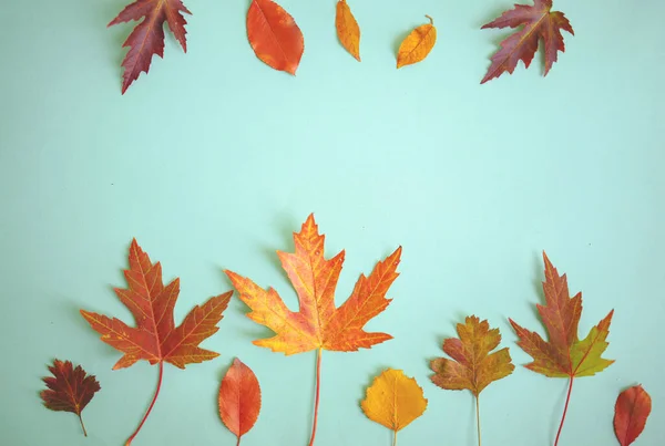 Autunno Composizione Creativa Foglie Secche Sfondo Blu Concetto Caduta Sfondo — Foto Stock