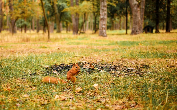Esquilo Outono Parque Amarelo Com Folhas Caídas Conceito Outono Preparação — Fotografia de Stock