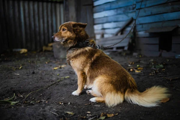 Старая Коричневая Собака Цепи Лежащая Рядом Старым Домом — стоковое фото