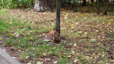 Kızıl sincap orman zemininde hızla hareket eder, kuru sonbahar yaprakları ve dağınık orman bitkileri arasında yiyecek arar, çevik hareketlerle doğal orman ekosisteminde gezinir.