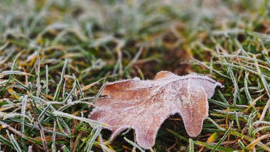 İlk sonbahar soğuklarıyla kaplı yapraklar, soyut doğal arkaplan. Yeşil yapraklar, buzla kaplı, üst manzara. Sonbaharın sonu