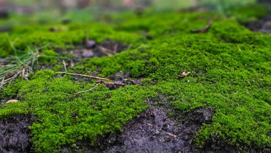 Green moss growing on the roots of a tree trunk in a forest in Europe. Low angle show, shallow depth of field, no people.
