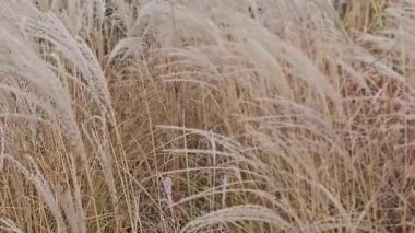 Şehir parklarının pampa otları tasarımı. Kuru, tüylü altın sazlıklar peyzaj. Reed bitkileri kış günü rüzgarda sallanıyor. Çiçekleri büyüten doğal trend beyanı.