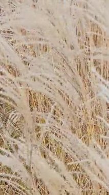 Şehir parklarının pampa otları tasarımı. Kuru, tüylü altın sazlıklar peyzaj. Reed bitkileri kış günü rüzgarda sallanıyor. Çiçekleri büyüten doğal trend beyanı.