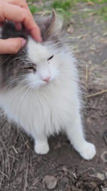 Bir kadının eli Ukrayna 'da bir sokakta sevimli beyaz bir kedi besliyor..