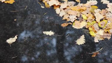 Sonbahar yağmurundan sonra yollara dökülen ıslak yapraklar.