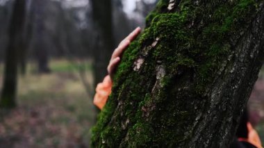Dişi parmaklar, yeşil yosunlarla kaplı ağaç kabuğuna nazikçe dokunur. Gezegen kurtarılıyor, yeşil nesil z çevre bilinci. Yağmur ormanlarının korunması, korunan çevre, yeşil hareket