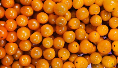 Uzun erik domates dokusu arkaplanı. Taze kırmızı, sarı vişneli domates deseni, mini organik kokteyl tomat duvar kağıdı üst görünümü.