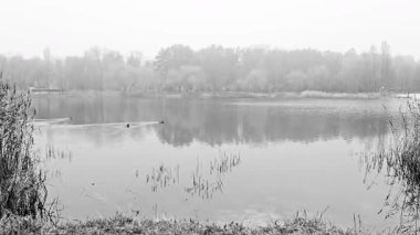 Sis, nehir kenarındaki ormanı sarıyor. Sis, yumuşak esintiyle savruluyor..