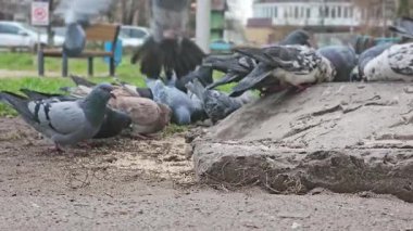 Gray urban common pigeon in a crowd of eating birds in the street close-up