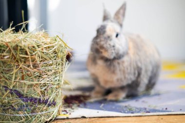 Dekoratif tavşan kuru ot yer, saman. Yan görünümü kapat.