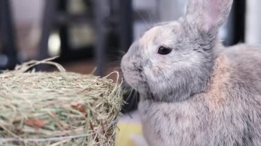 Yerde oturan küçük gri bir tavşan. Saman yiyen tüylü bir tavşan. Evcil hayvan dükkanları ve reklamları için teklif
