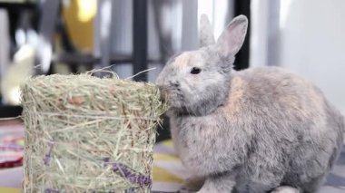 Yerde oturan küçük gri bir tavşan. Saman yiyen tüylü bir tavşan. Evcil hayvan dükkanları ve reklamları için teklif