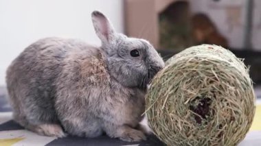 Yerde oturan küçük gri bir tavşan. Saman yiyen tüylü bir tavşan. Evcil hayvan dükkanları ve reklamları için teklif