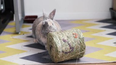 Yerde oturan küçük gri bir tavşan. Saman yiyen tüylü bir tavşan. Evcil hayvan dükkanları ve reklamları için teklif