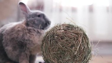 Yerde oturan küçük gri bir tavşan. Saman yiyen tüylü bir tavşan. Evcil hayvan dükkanları ve reklamları için teklif