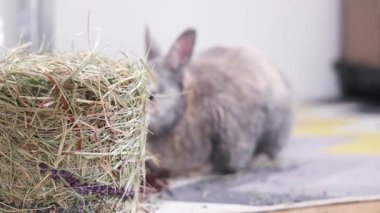 Yerde oturan küçük gri bir tavşan. Saman yiyen tüylü bir tavşan. Evcil hayvan dükkanları ve reklamları için teklif