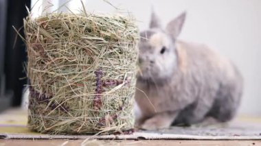 Yerde oturan küçük gri bir tavşan. Saman yiyen tüylü bir tavşan. Evcil hayvan dükkanları ve reklamları için teklif