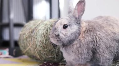 Yerde oturan küçük gri bir tavşan. Saman yiyen tüylü bir tavşan. Evcil hayvan dükkanları ve reklamları için teklif