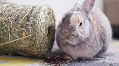 Yerde oturan küçük gri bir tavşan. Saman yiyen tüylü bir tavşan. Evcil hayvan dükkanları ve reklamları için teklif