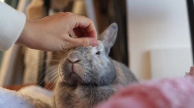 Tavşanı yerde elle okşar. Güzel video. Gri büyüleyici tavşan burnundan nefes alıyor. Paskalya tavşanı kameraya yakından bakıyor. Ev hayvanı. Hayvanlara sevgiler. Hayvan bakımı.