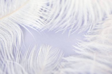 Arka plan olarak beyaz tüy dokusu, yumuşak pastel renkler, makro fotoğraf. Yumuşak ve açık beyaz makro tüy.