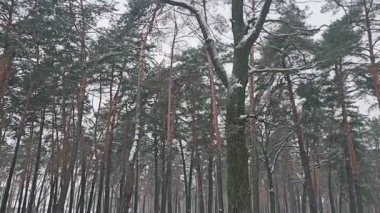 Güzel kış manzarası. Ağaçların dallarına kar yağıyor..