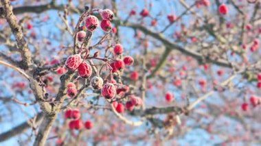 Kışın ağaçların dallarında kırmızı don böğürtlen. İlk kar dağın küllerine düştü..