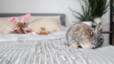 Güzel yavru paskalya tavşanı odada dinleniyor. Doğada yatakta paskalya yumurtası olan tüylü tavşan. Hayvan Paskalya sembolü konsepti.