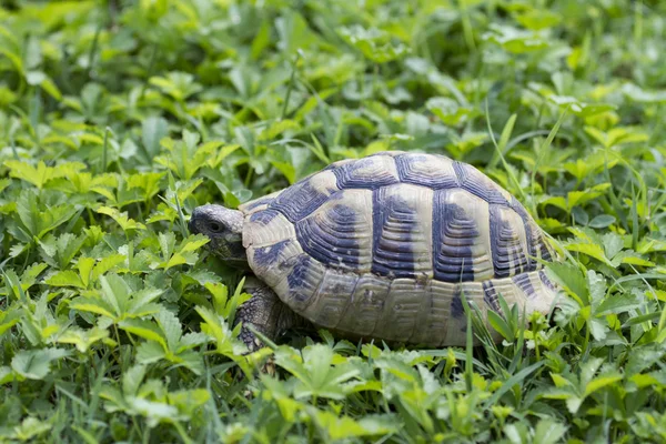 Brown turtle creeps on green grass sunny summer afternoon. — Stock Photo, Image