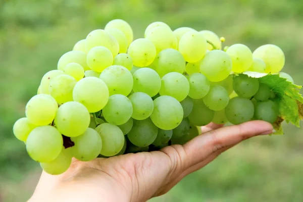 Racimos de uvas blancas que crecen en un viñedo — Foto de Stock