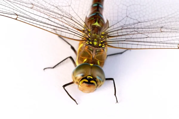 Dragonfly pe fundal alb. Izolat . — Fotografie, imagine de stoc