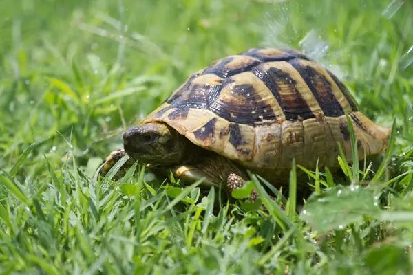 Brown turtle creeps on green grass summer afternoon. — Stock Photo, Image